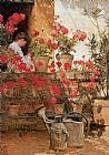 Geraniums